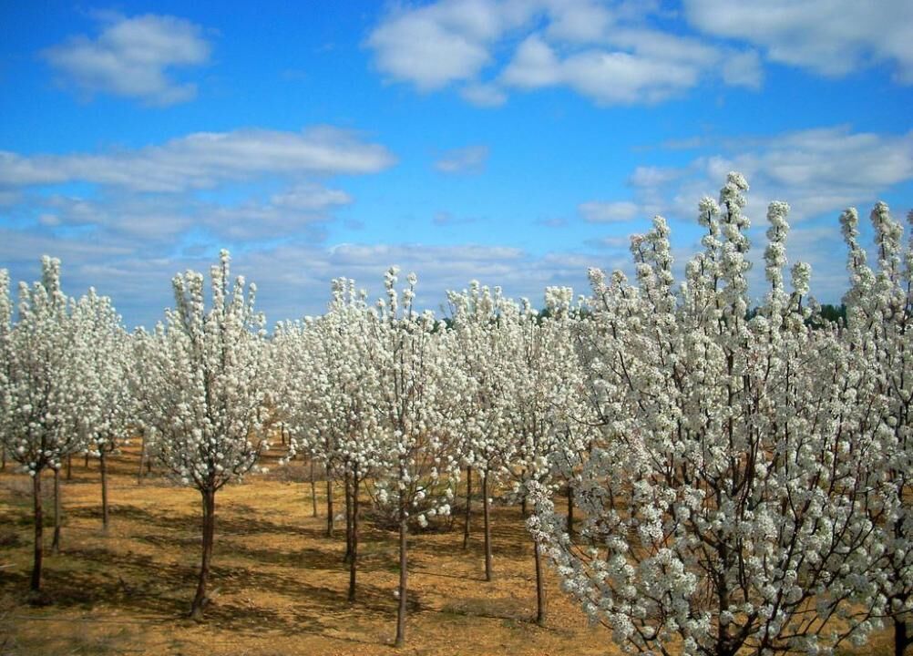 #19. Bradford pear